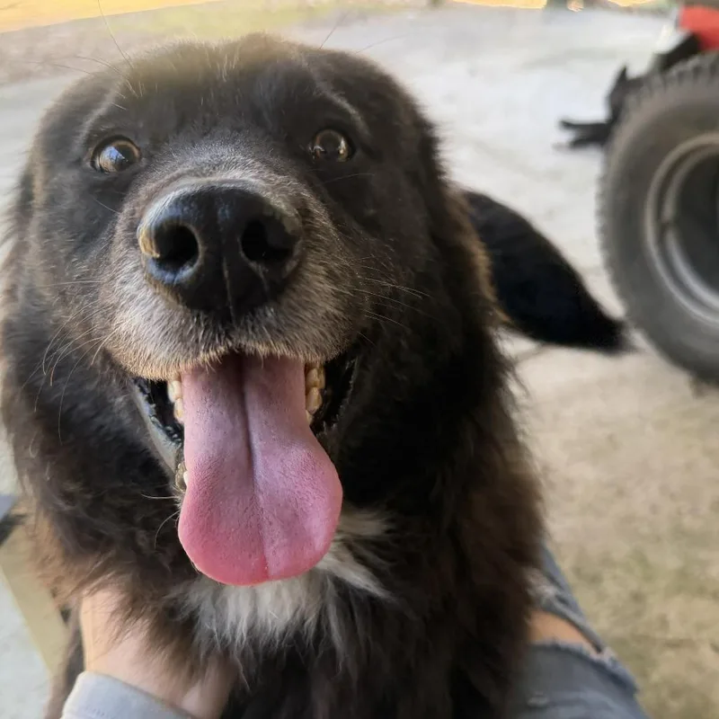 A young medium-sized male Black Mixed Breed dog named Jefferson for adoption in Wadena, MN