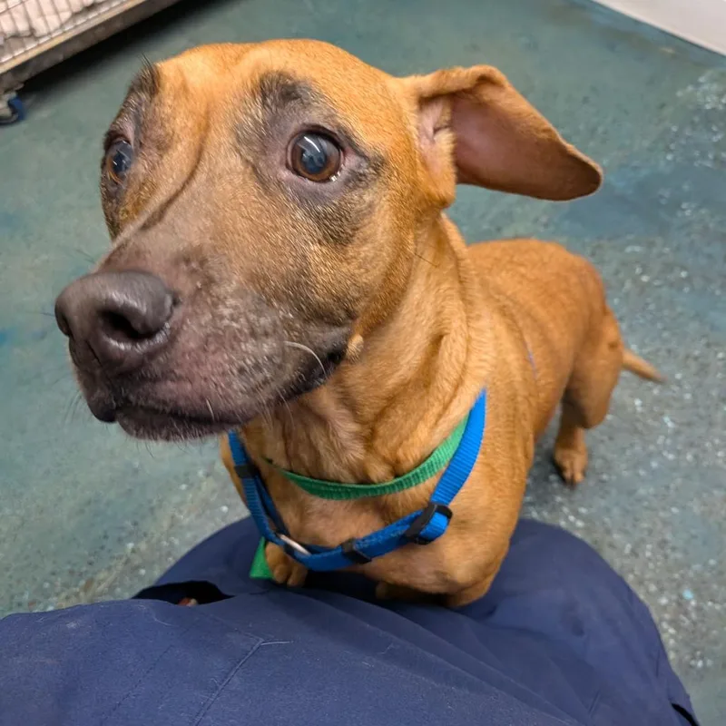 An adult medium-sized female Terrier dog named Honey for adoption in Chico, CA