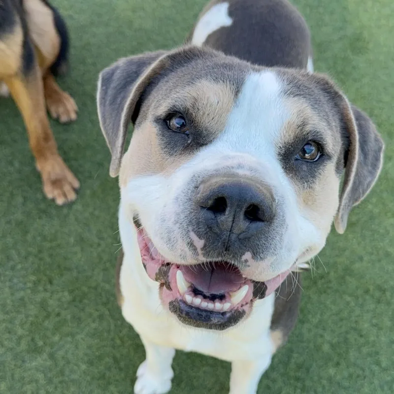 Ferris A thumbnail 2