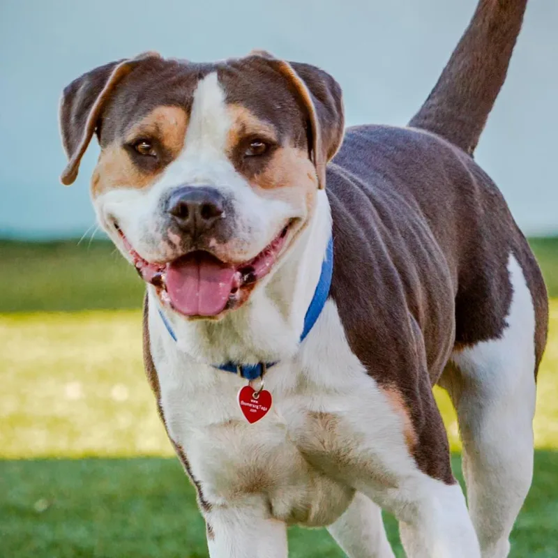 Ferris A thumbnail 3