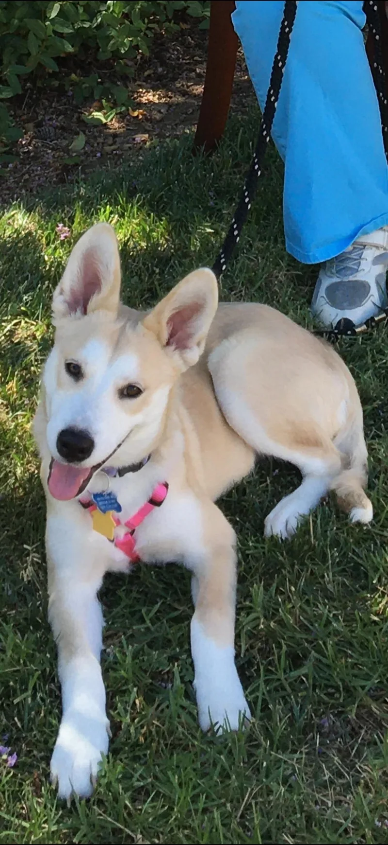 An adult medium-sized female Apricot / Beige Corgi dog named Honey for adoption in Monrovia , CA