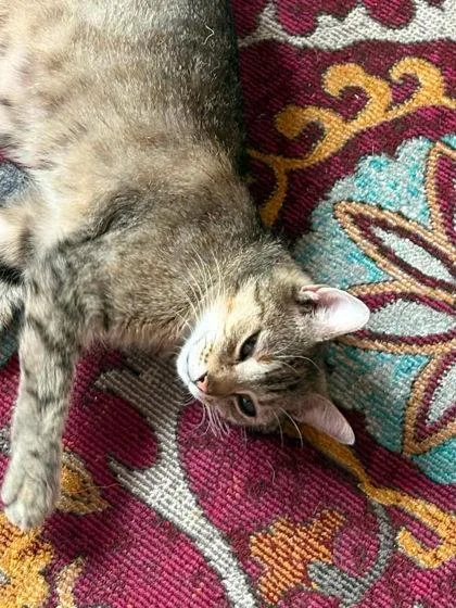 An adult medium-sized female American Shorthair cat named Bunnie for adoption in Berwick, PA