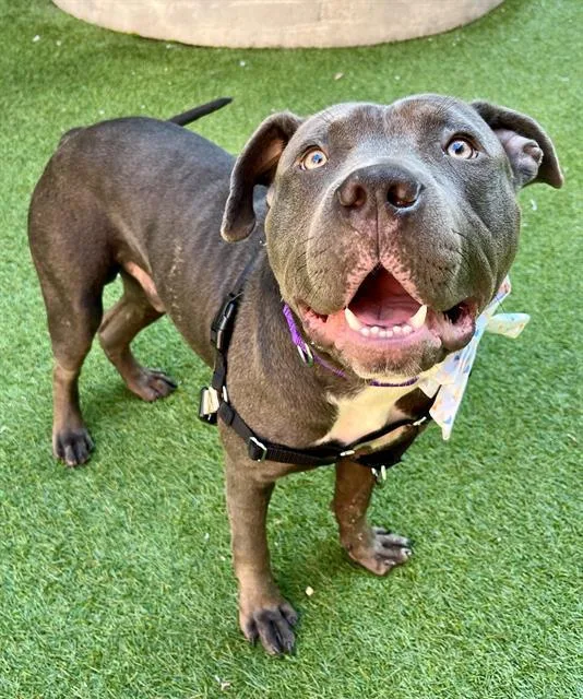 A young large-sized male Pit Bull Terrier dog named Horton for adoption in San Francisco, CA