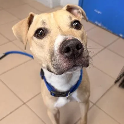 An adult medium-sized male Pit Bull Terrier dog named Biscuit for adoption in Philadelphia, PA