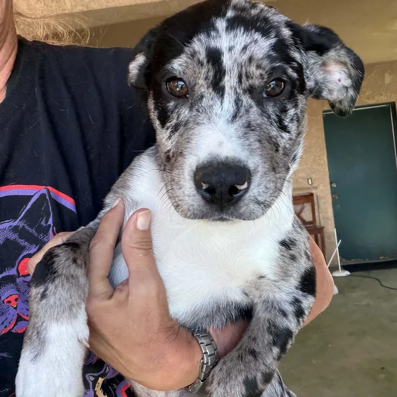 A baby medium-sized male Pit Bull Terrier dog named Oreo for adoption in Brentwood, CA