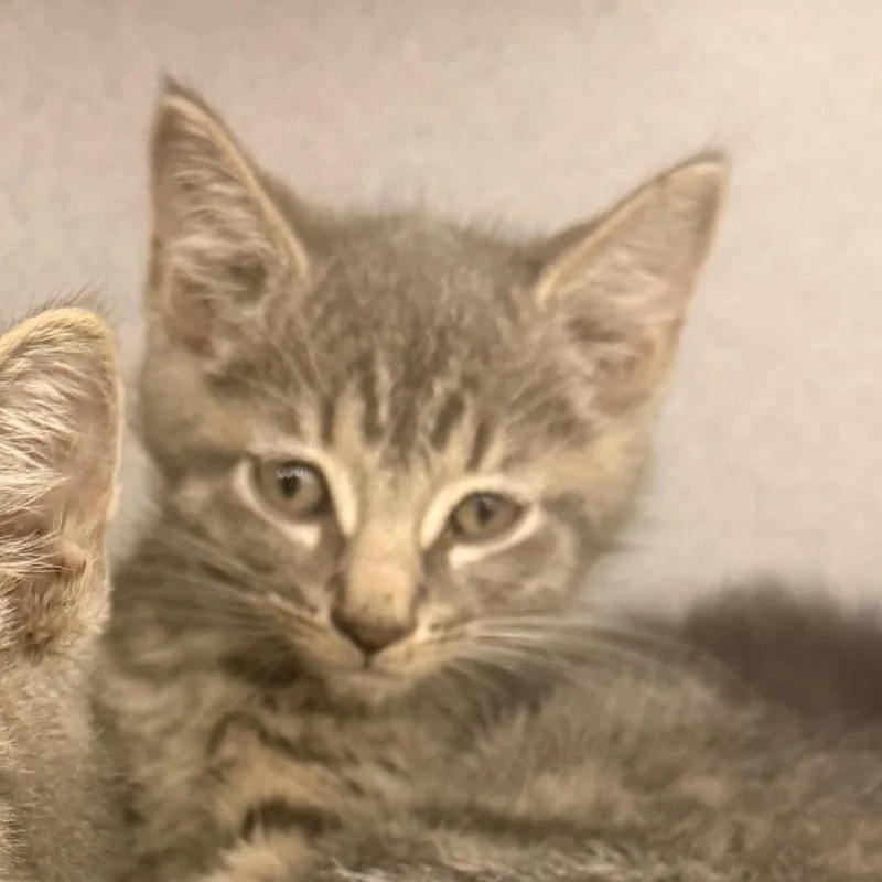 A baby small-sized male Gray / Blue / Silver Domestic Short Hair cat named Mortiz for adoption in Evansville, IN