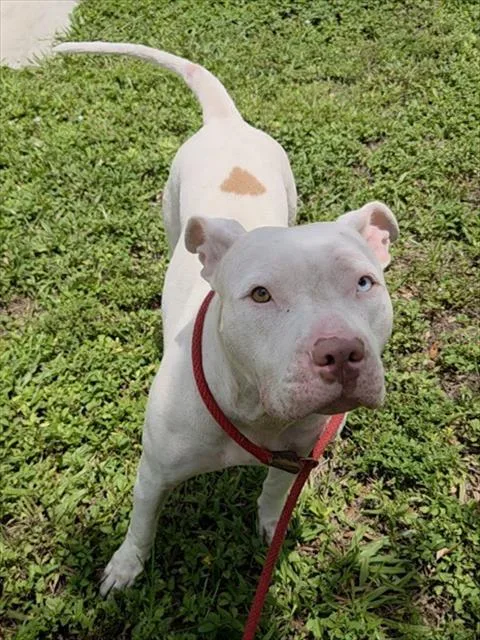 An adult large-sized female American Staffordshire Terrier dog named Diamond for adoption in Fort Lauderdale, FL
