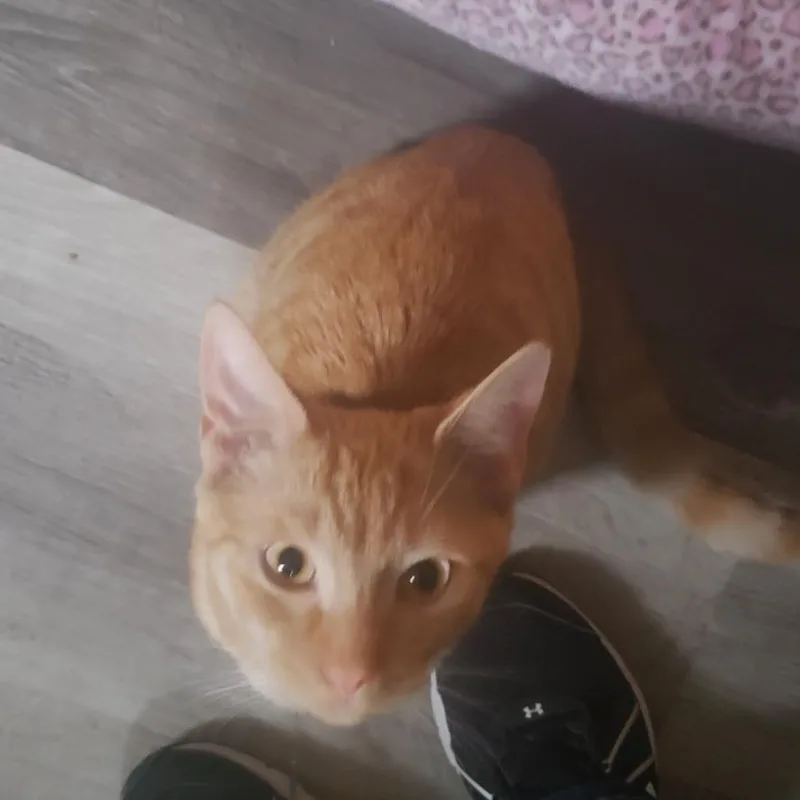 A baby medium-sized male Tabby (Orange / Red) Domestic Short Hair cat named Franklin for adoption in Lemoyne, PA