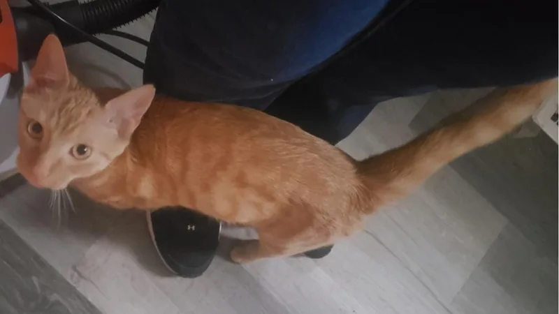 Franklin thumbnail 2