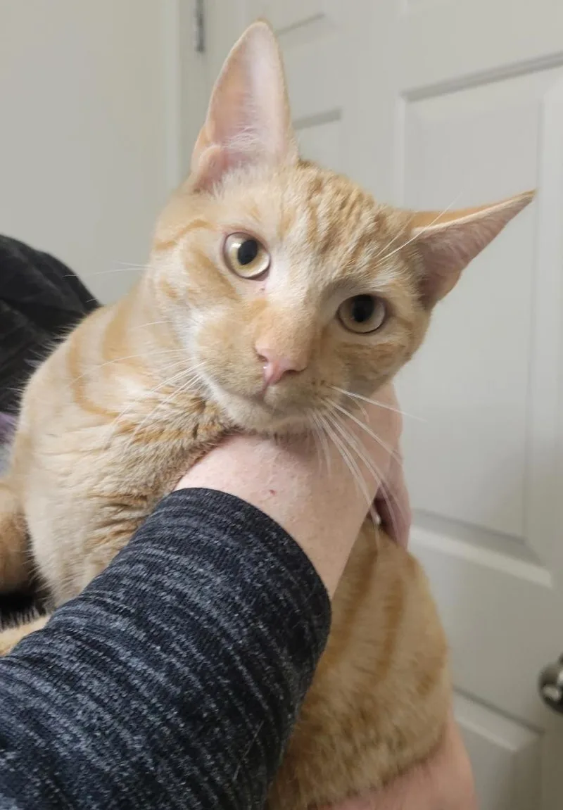 Franklin thumbnail 3