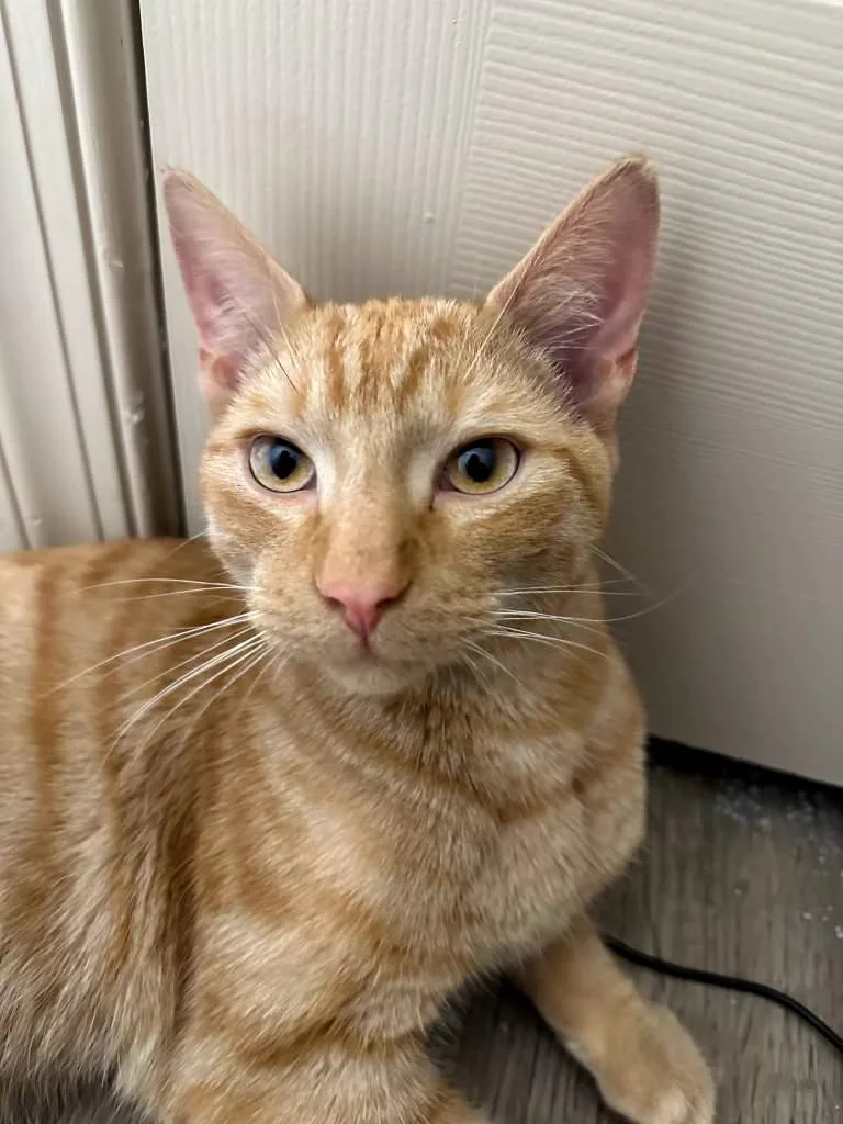 Franklin thumbnail 4