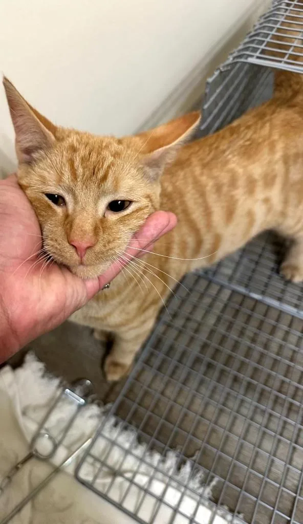 Franklin thumbnail 5