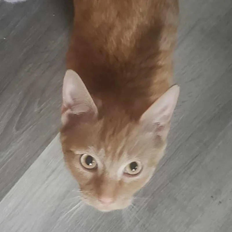 Franklin thumbnail 6