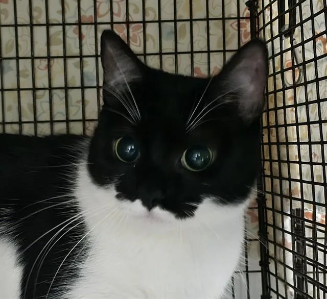 A young large-sized female Domestic Short Hair cat named Jin Jaw for adoption in Fort Lauderdale, FL