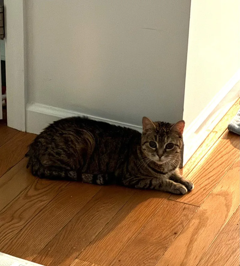 A senior medium-sized female Domestic Short Hair cat named Misu for adoption in Brooklyn, NY