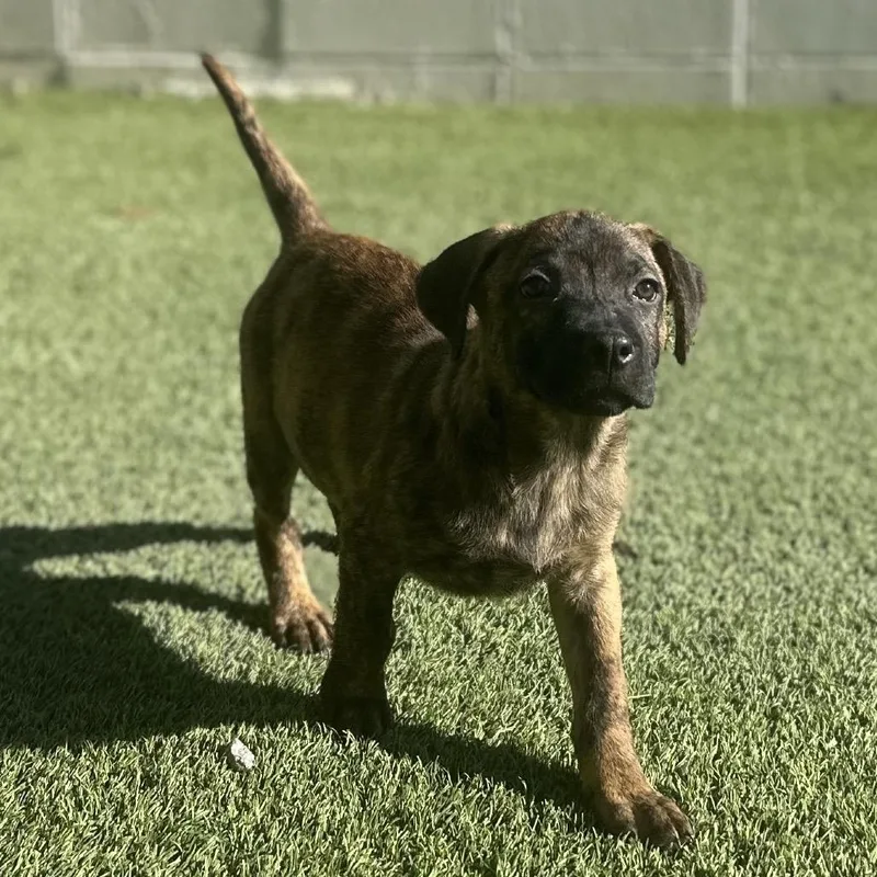 A young small-sized male Brown / Chocolate Black Mouth Cur dog named Meatloaf for adoption in LOXAHATCHEE, FL