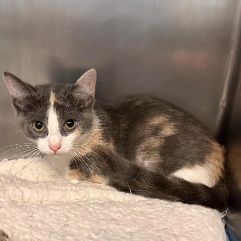 A baby small-sized female Domestic Short Hair cat named Bingo for adoption in West Palm Beach, FL