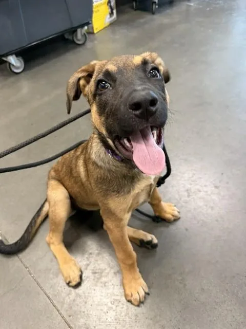 A baby medium-sized female German Shepherd Dog dog named Marigold for adoption in Chatsworth, CA
