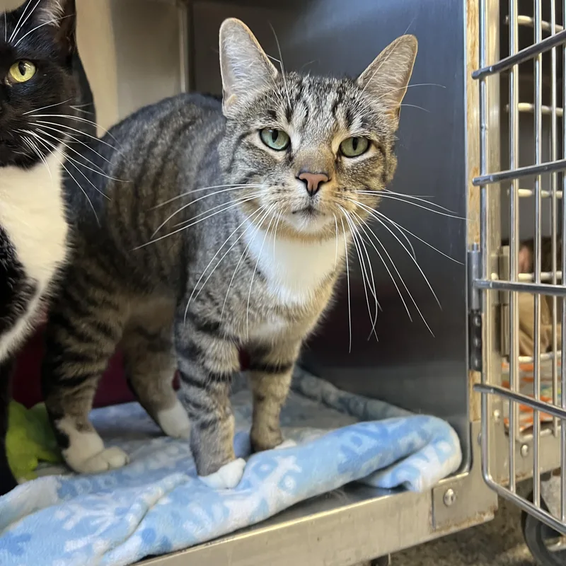 An adult medium-sized female Domestic Short Hair cat named Allie for adoption in Mount Pleasant, MI
