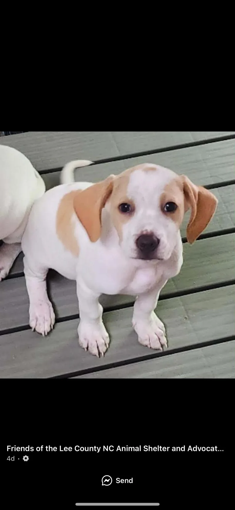 A baby medium-sized male Yellow / Tan / Blond / Fawn Hound dog named Waluigi for adoption in Sanford, NC