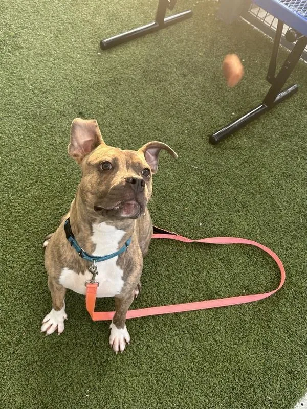 An adult medium-sized female Mixed Breed dog named Twinkle Toes for adoption in Ridgewood, NY