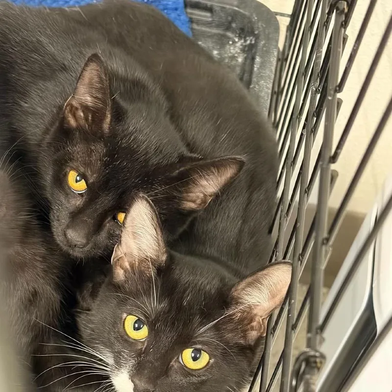 A baby small-sized female Black Domestic Short Hair cat named Winnie for adoption in San Antonio, TX
