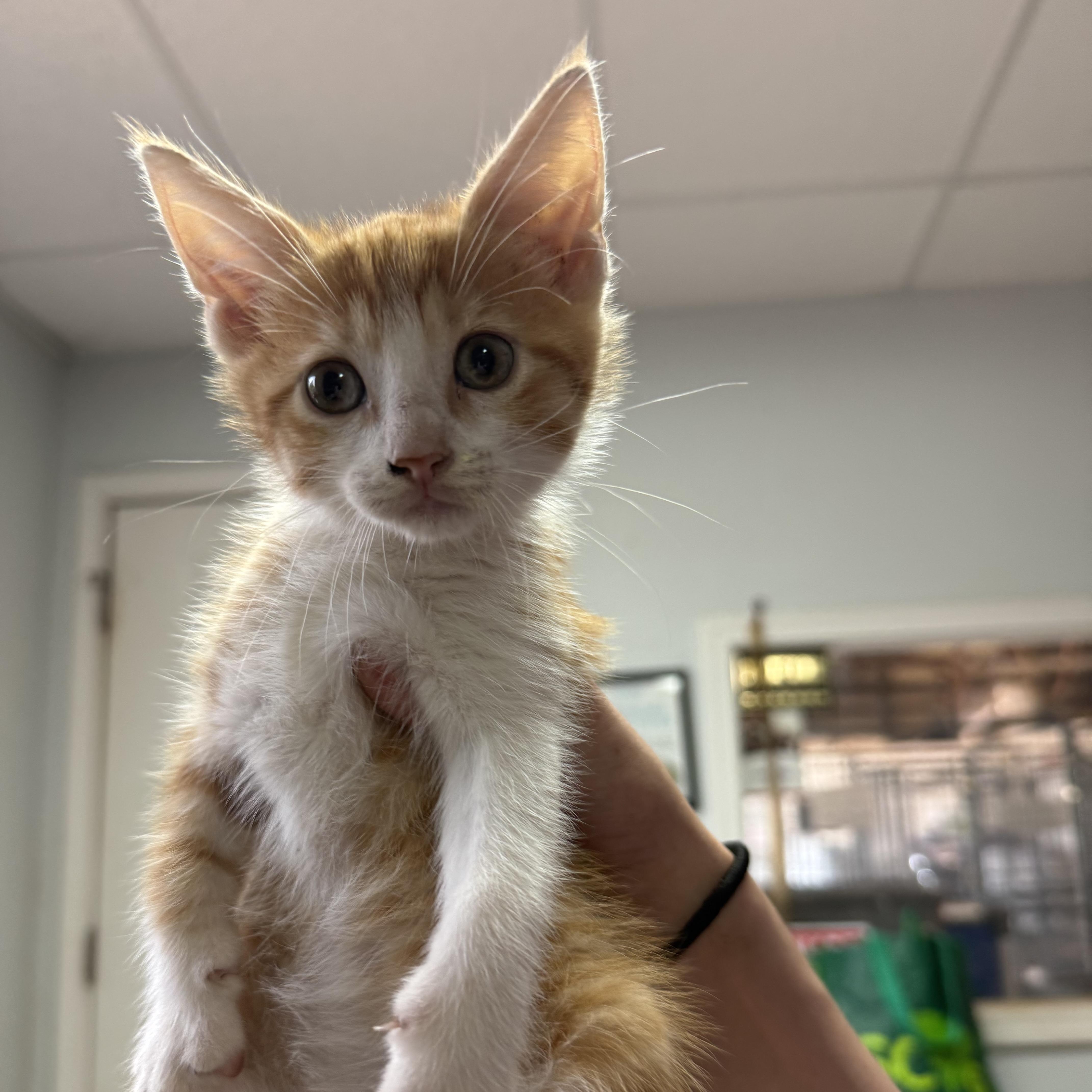 A baby medium-sized male Domestic Short Hair cat named Kenya for adoption in Columbia, SC