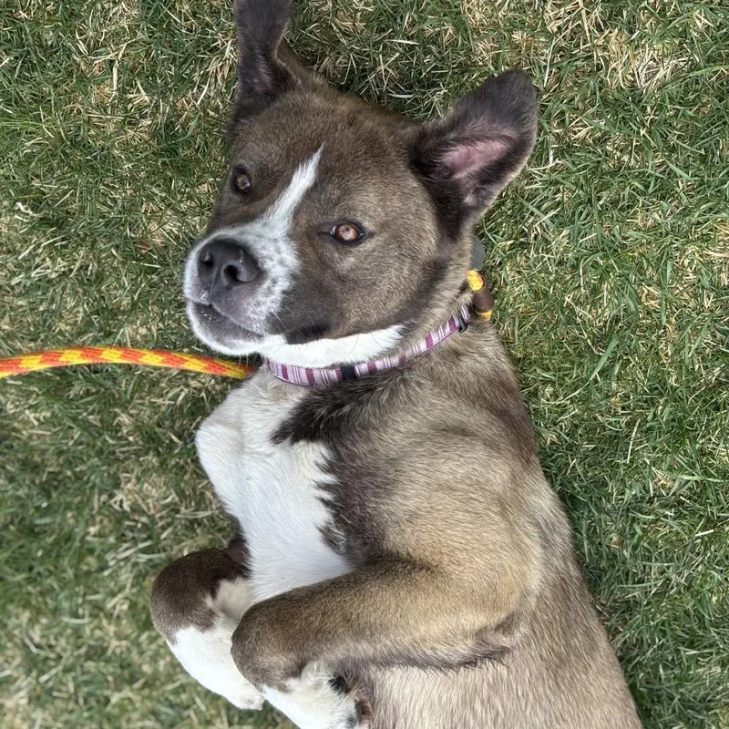 A young large-sized male White / Cream Mixed Breed dog named Davis for adoption in Spokane, WA