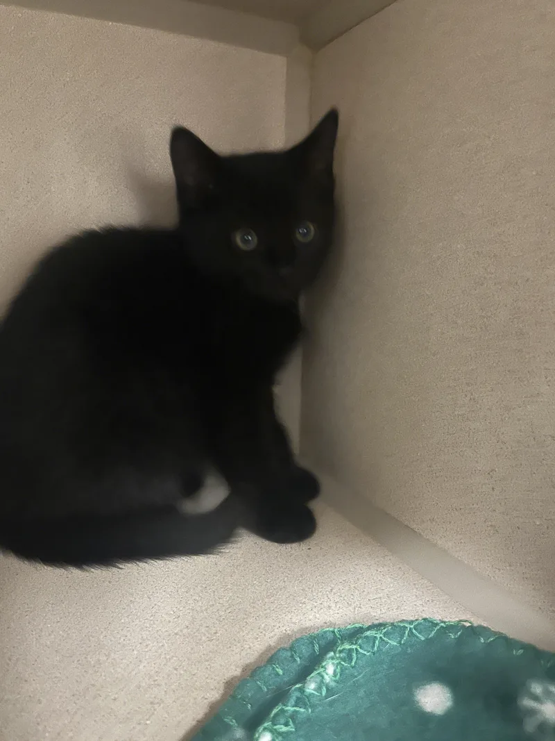 A young small-sized male Domestic Short Hair cat named George for adoption in Quakertown, PA