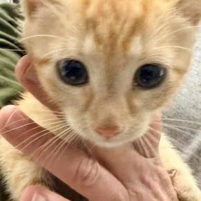 A baby small-sized female Domestic Short Hair cat named Zest for adoption in Horn Lake, MS