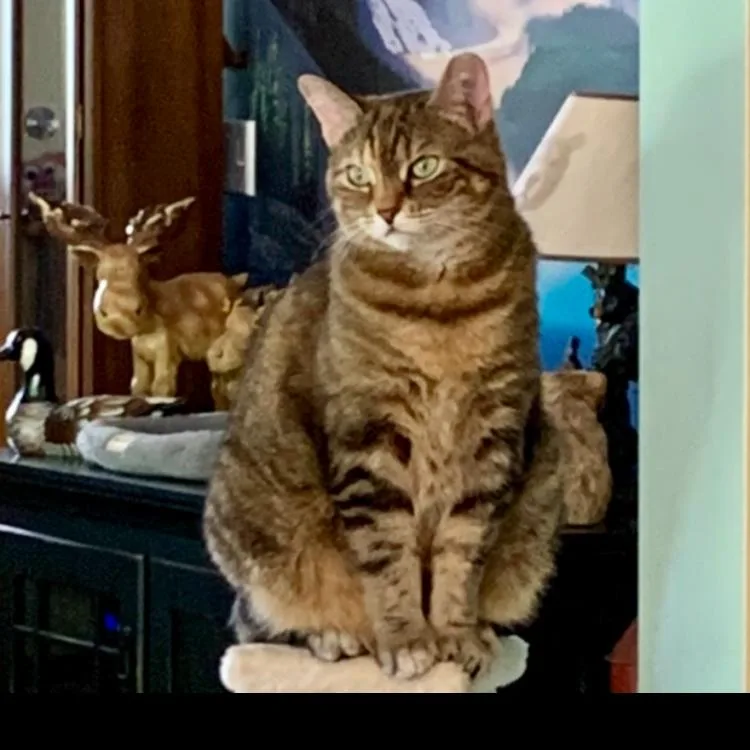 Chessie