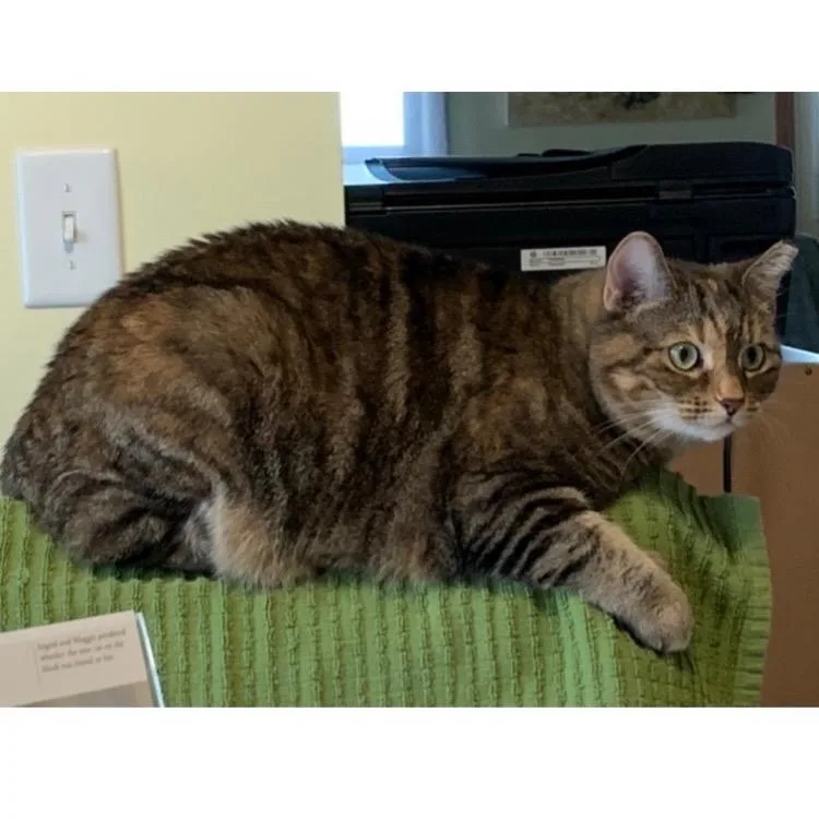 Chessie thumbnail 3