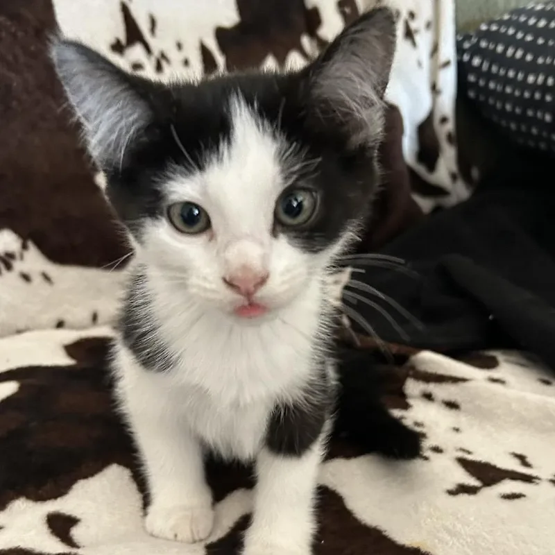 A baby small-sized female Black Domestic Short Hair cat named M&m for adoption in Buffalo, MN