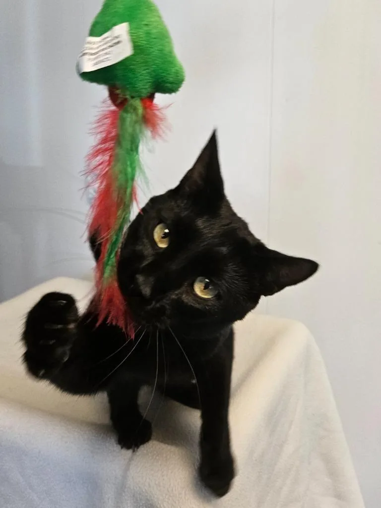 A baby small-sized female Domestic Short Hair cat named Felix for adoption in Barron, WI