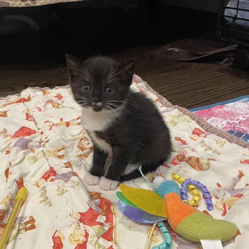 A baby medium-sized male Black Domestic Short Hair cat named Remy for adoption in Moriches, NY