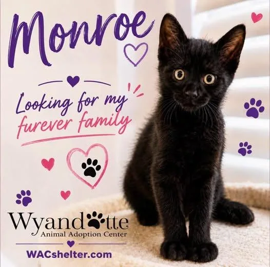 A baby medium-sized male Black Domestic Short Hair cat named Monroe for adoption in Wyandotte, MI