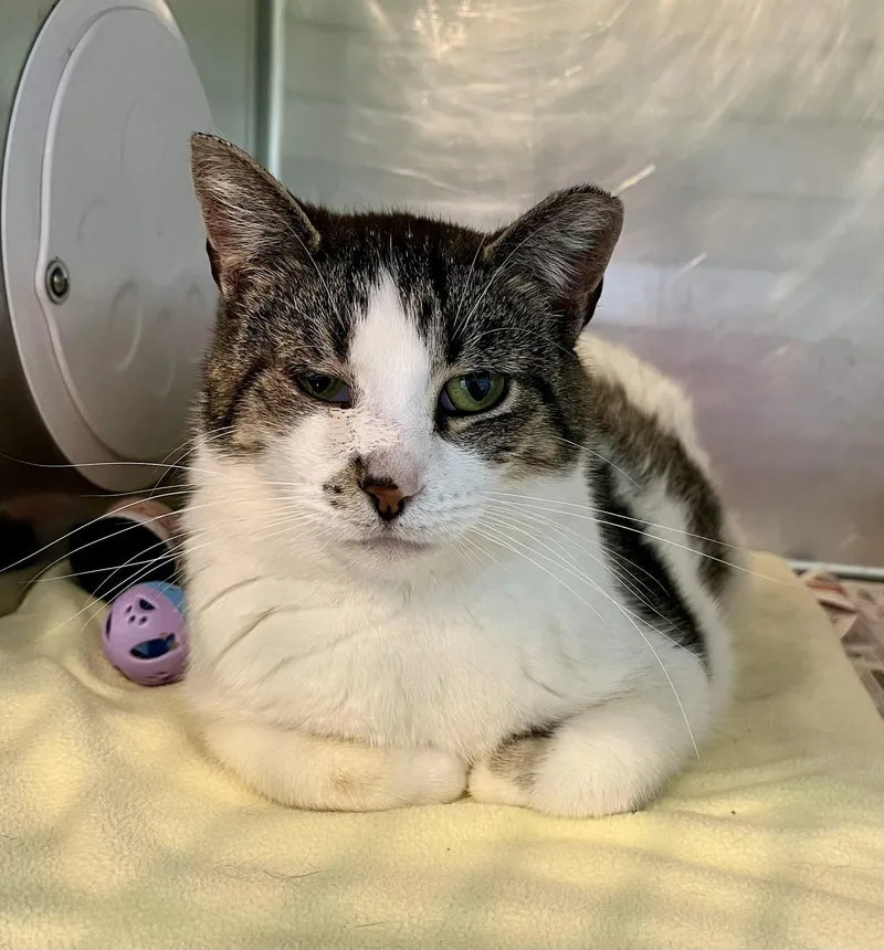 An adult medium-sized female White Domestic Short Hair cat named Large Marge for adoption in Seville, OH