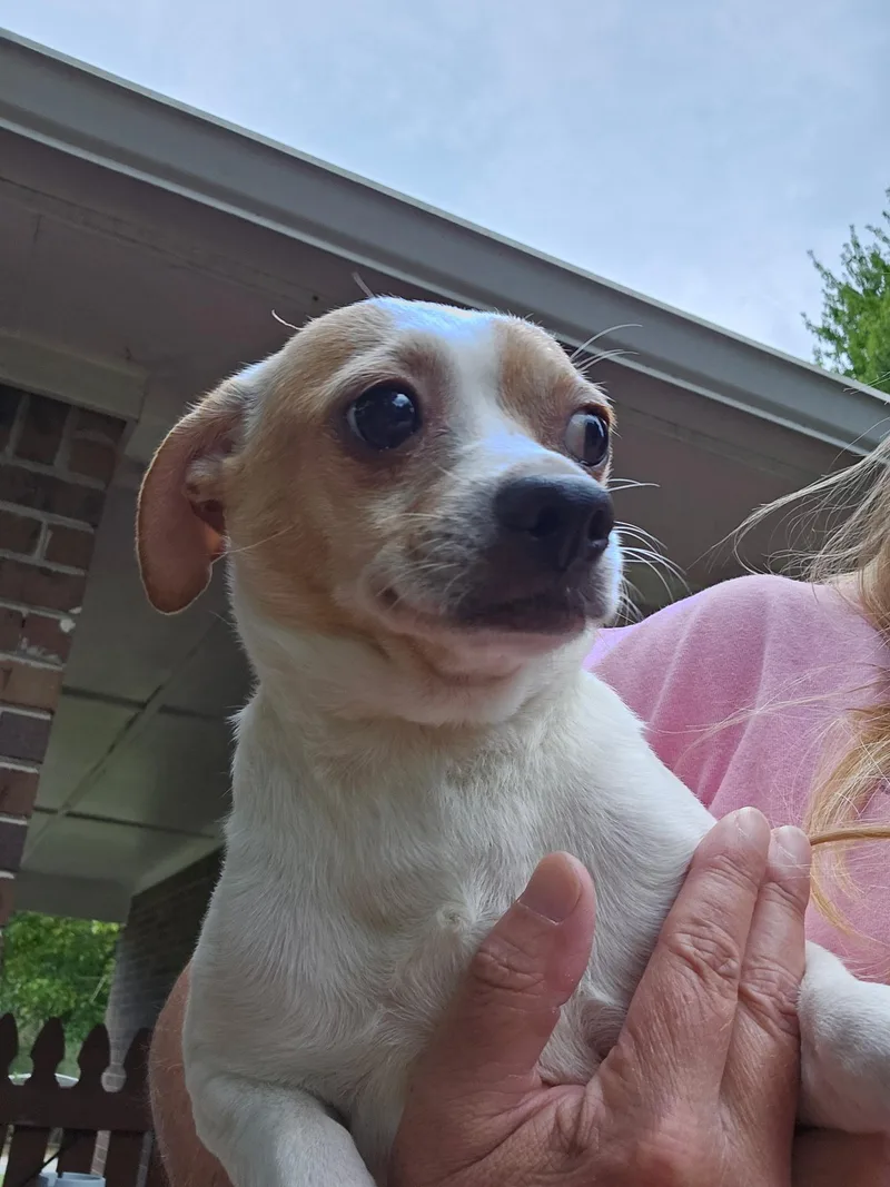 An adult small-sized male Chihuahua dog named Tank for adoption in Winder, GA