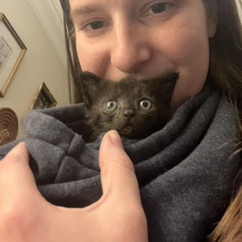 A baby small-sized female Domestic Short Hair cat named Polly Pocket for adoption in Charlotte, NC