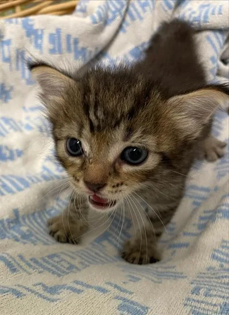 A baby small-sized female Domestic Short Hair cat named Tabitha for adoption in Rosenberg, TX