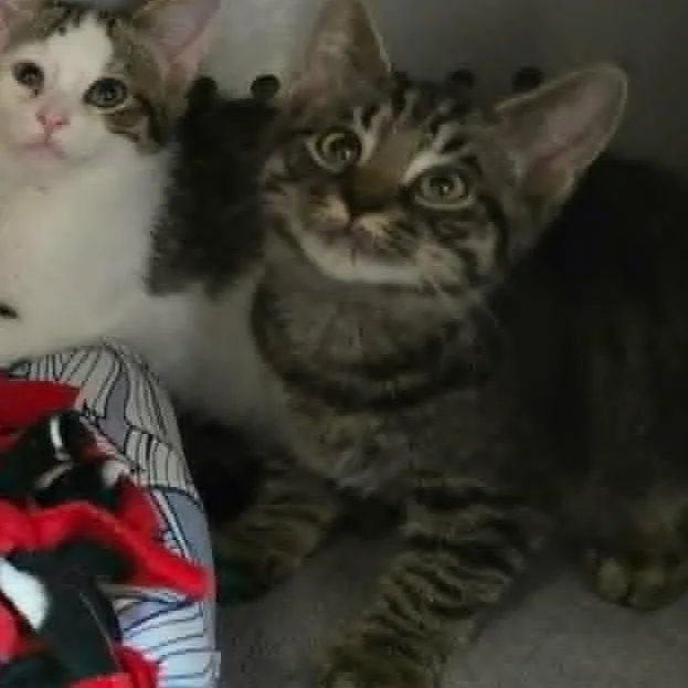 A baby medium-sized male Tabby (Gray / Blue / Silver) Domestic Short Hair cat named Zeppole for adoption in Orange, VA
