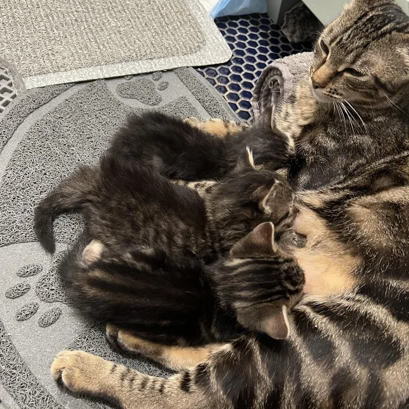 A young small-sized female Brown / Chocolate Domestic Short Hair cat named Elara for adoption in Brooklyn, NY