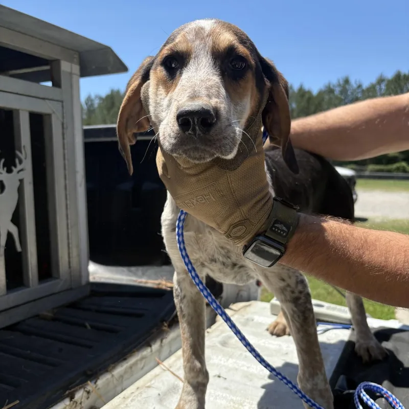 A baby small-sized male Tricolor (Brown, Black, & White) Bluetick Coonhound dog named Dino for adoption in Elberon, VA