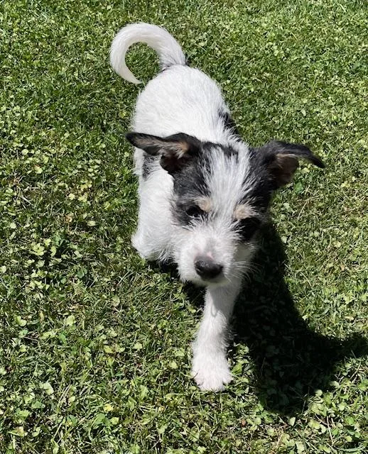 Shortbread thumbnail 2