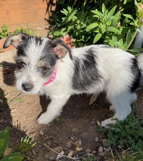 Shortbread thumbnail 3