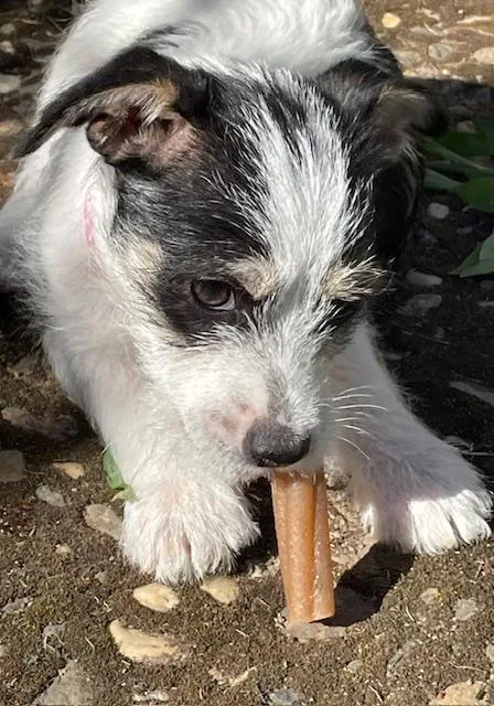 Shortbread thumbnail 4