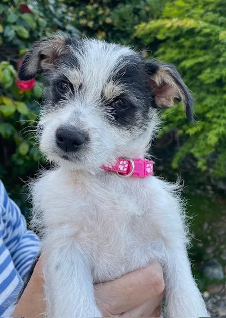A baby small-sized female Terrier dog named Shortbread for adoption in Redwood City, CA