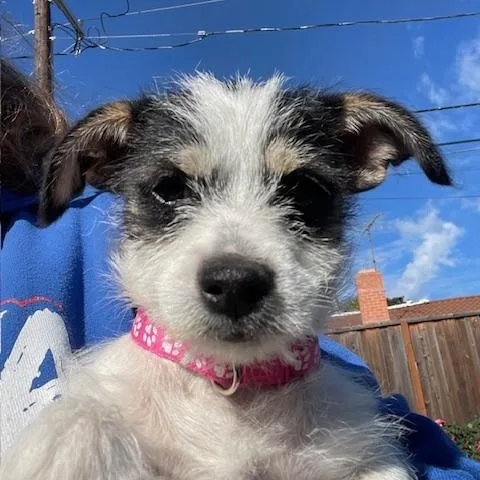 Shortbread thumbnail 5