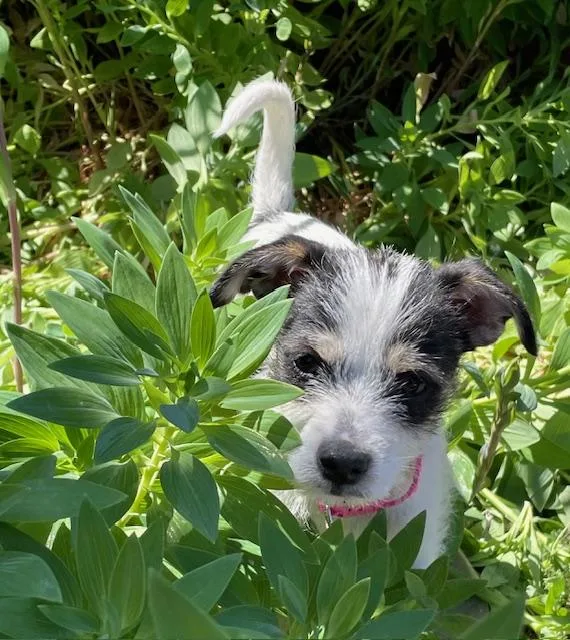 Shortbread thumbnail 6