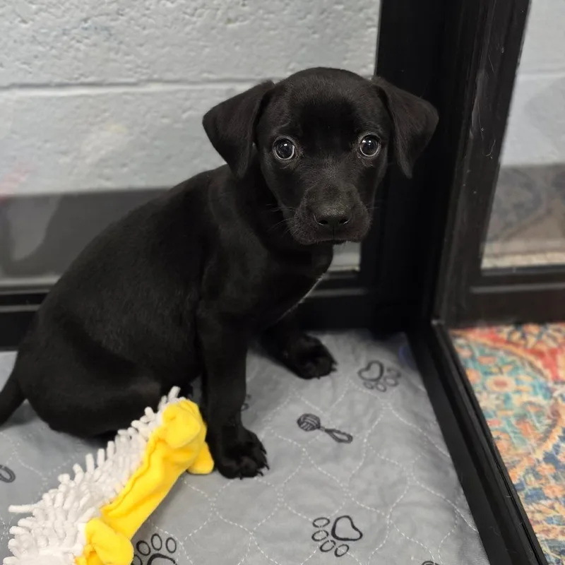 A baby small-sized male Black Mixed Breed dog named Thor for adoption in East Hanover, NJ